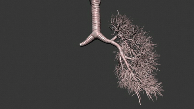 Modélisation multi-échelles des poumons