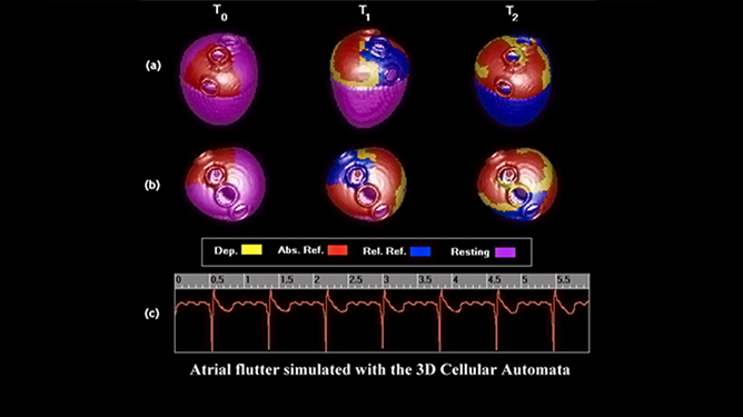 Simulation of biological systems